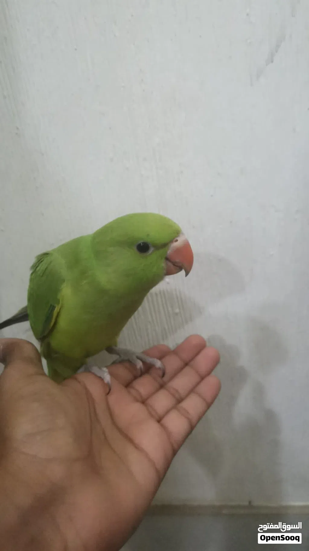 للبيع دره اليف
