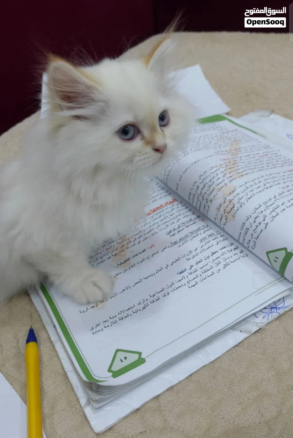 قطط عمر شهرين ونص