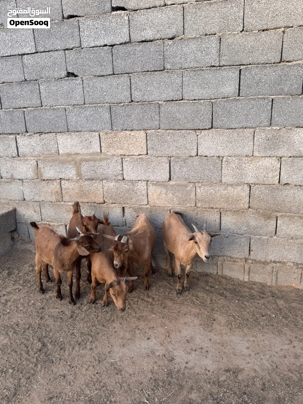 معيز كردية درجه اولى