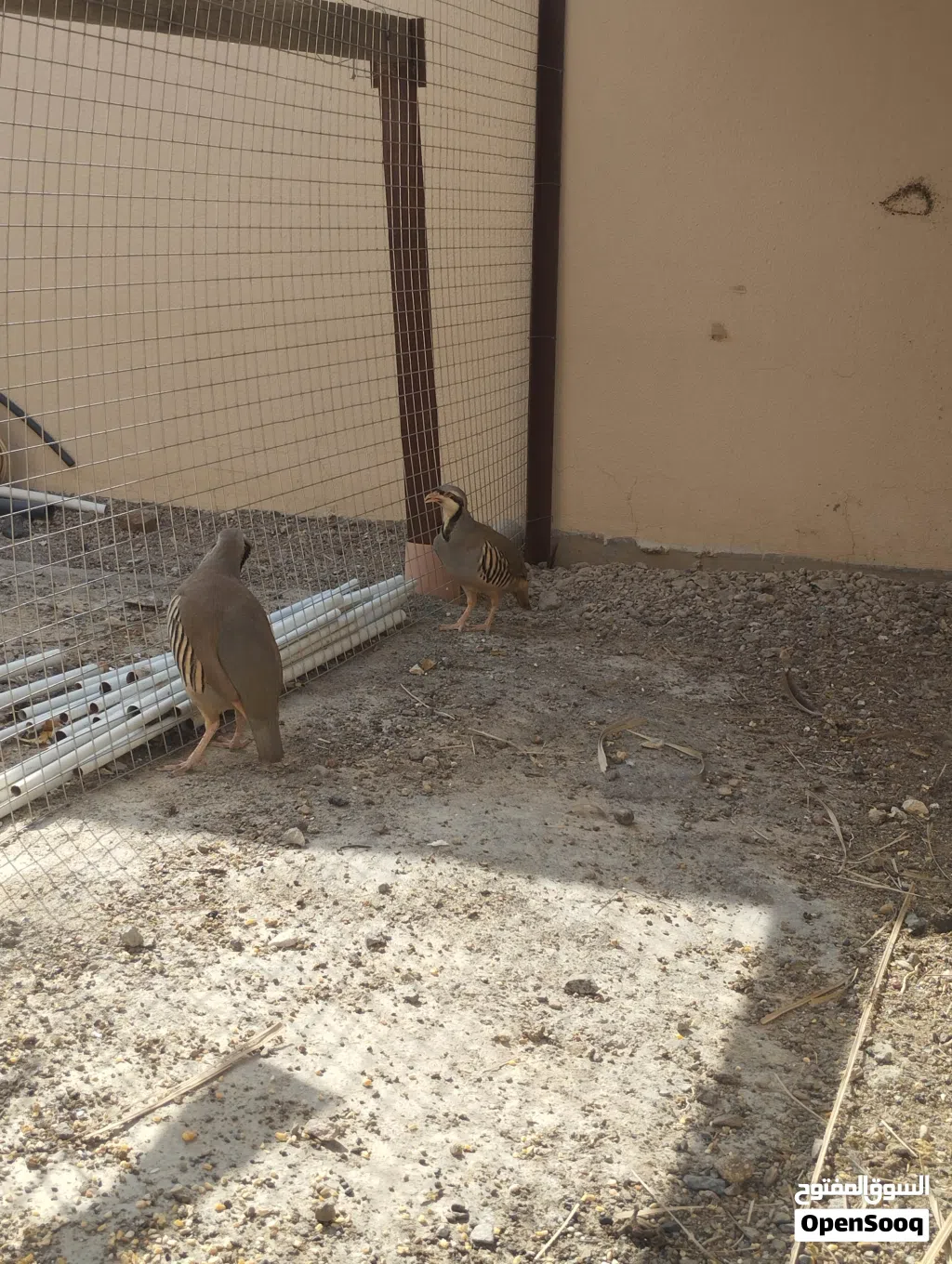 طائر الحجل ذكر وانثاء