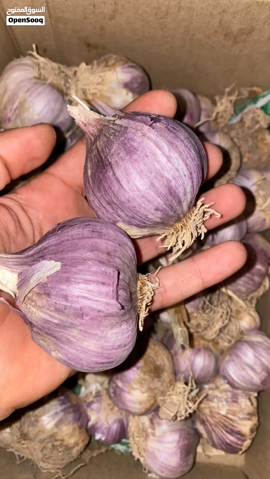 ثوم عماني وشب