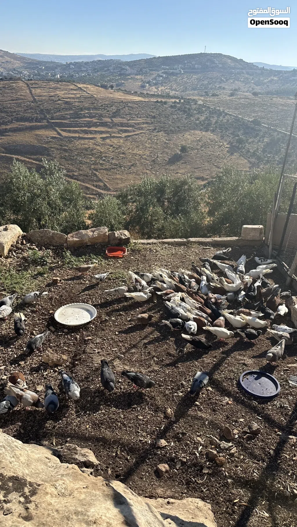 50جوز حمام بلدي وفي منهم بناديق