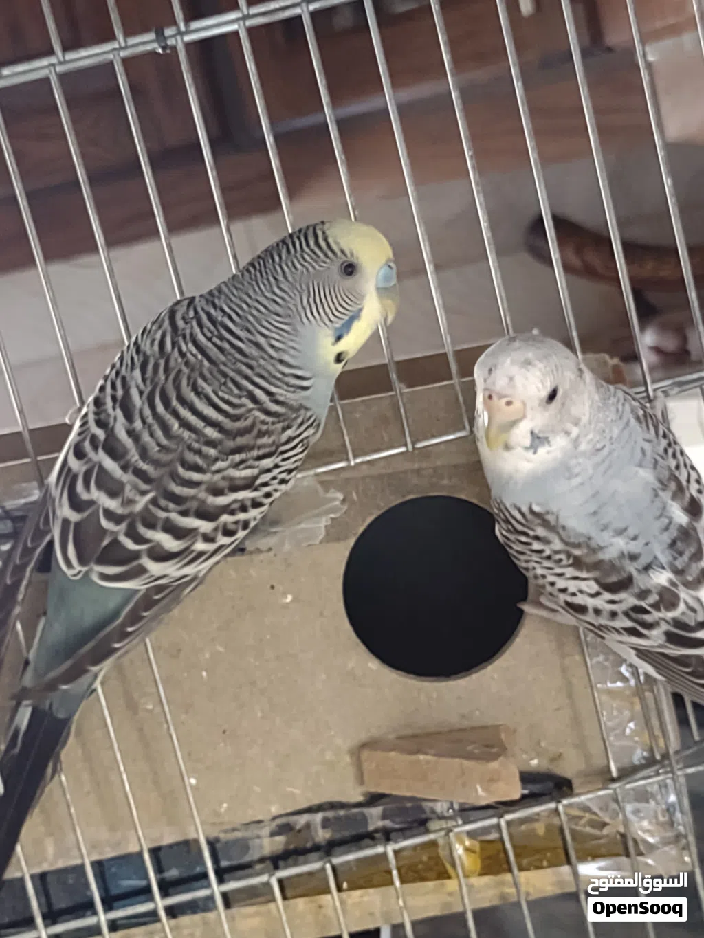 السلام عليكم ورحمة الله، للبيع زوج طيور بادجي (طيور حب) صحة ونظافة ما شاء الله