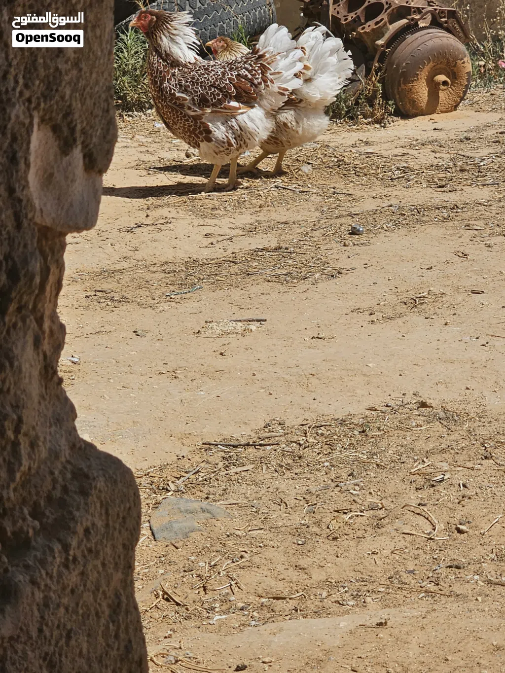 ون دوت للبيع