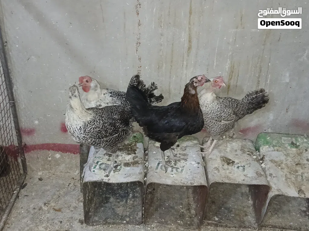 دجاج بلدي وفرخات فتوح