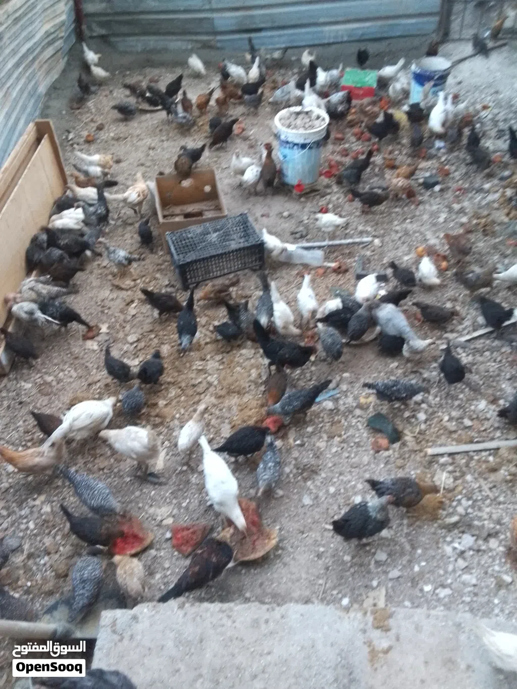 فراخ عمر من شهر ونص ل 3 شهور ونص