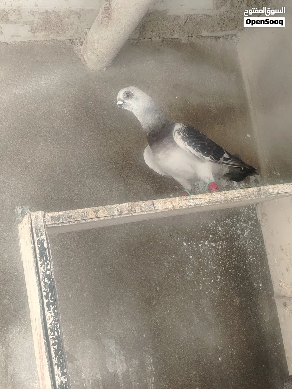 فحل بوز طير زق ما شاء الله