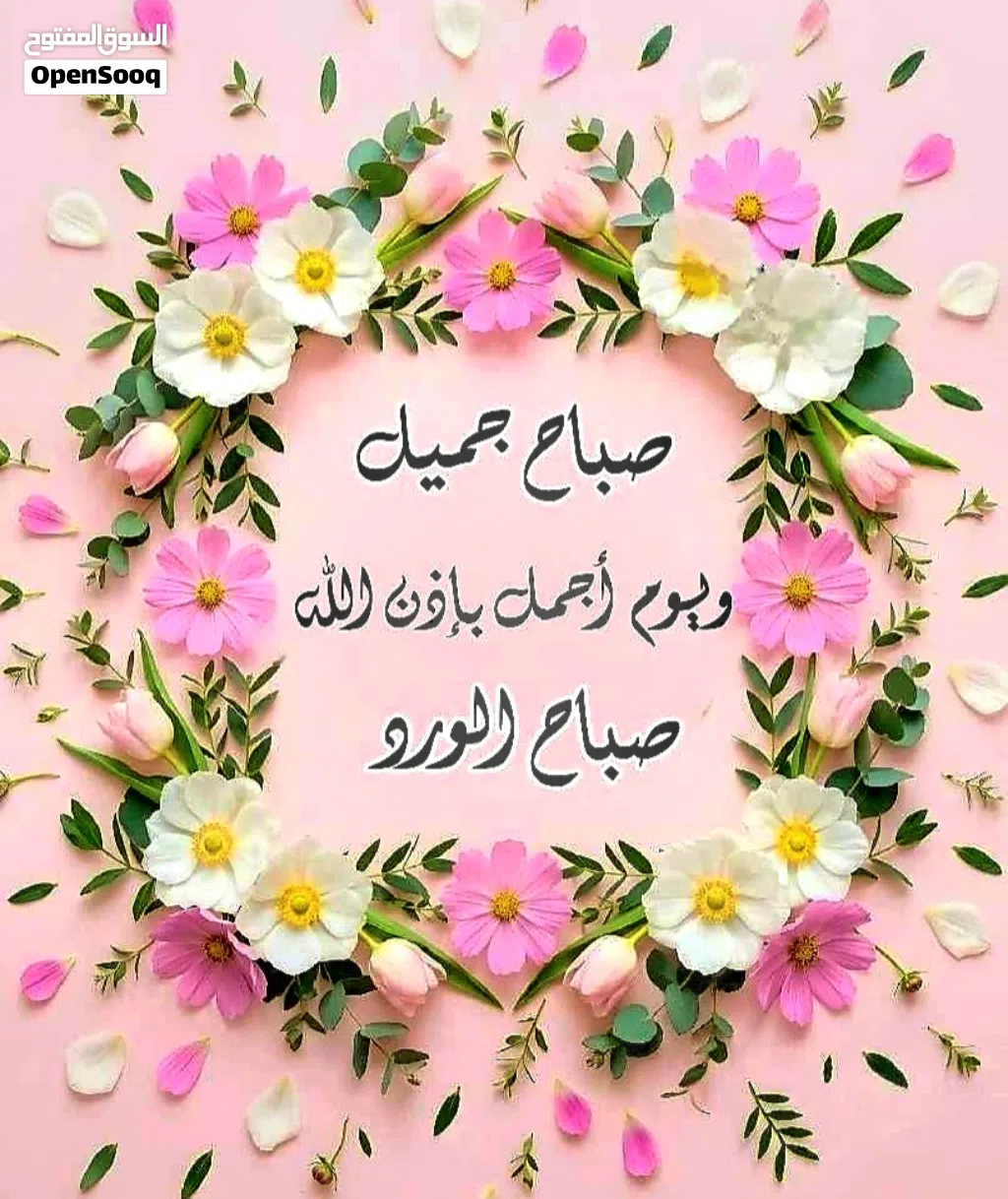 مطلوب شريك تربية حمام