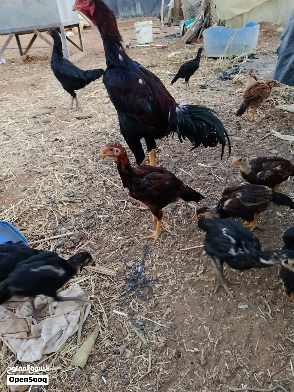 صيصان باكستاني اصلي حبه ب 8 دنانير