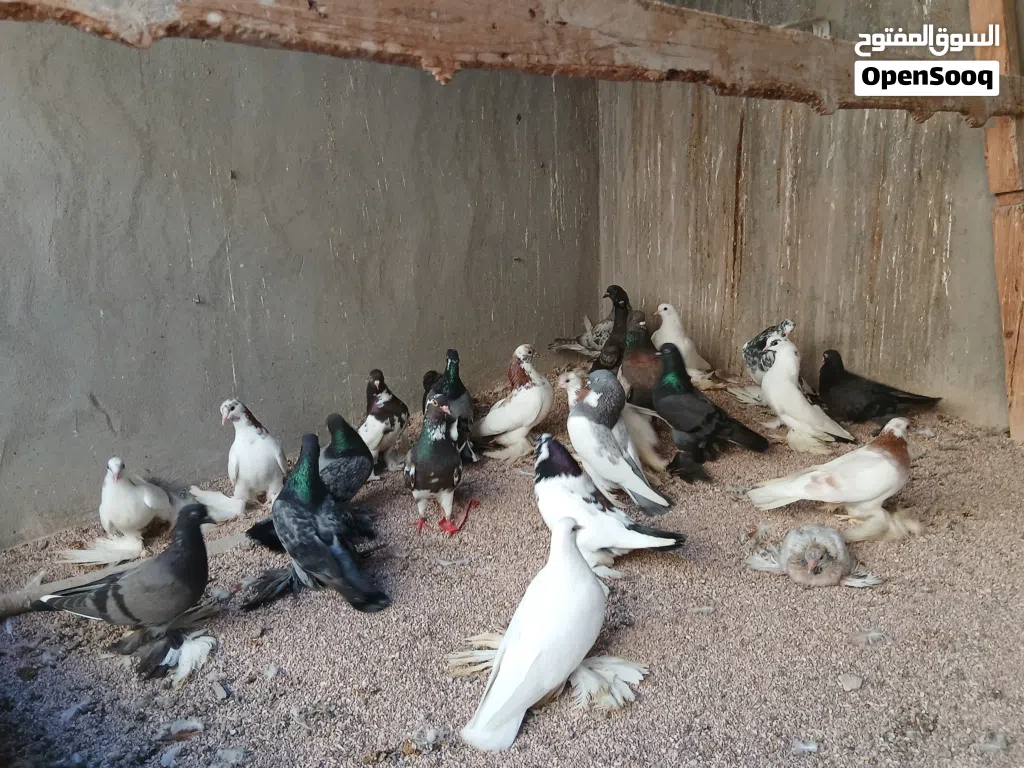 حظيرة حمام هزاز