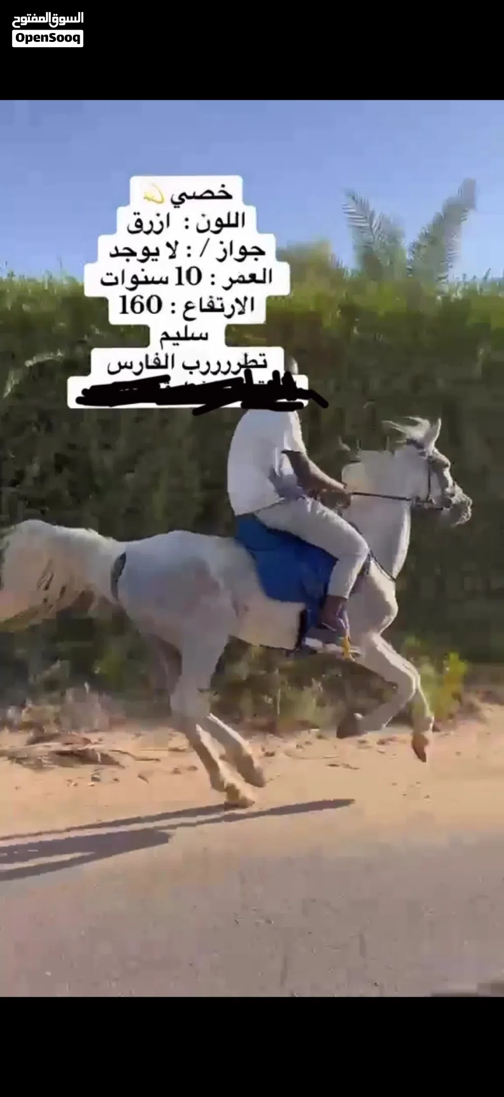 للبيع خيل عربي خصي العمر10سنوات
