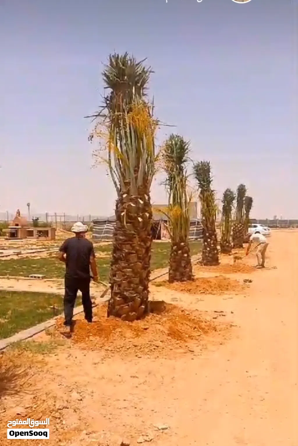 تركيب شبوك / بنا الحجر/ زراعة النخيل