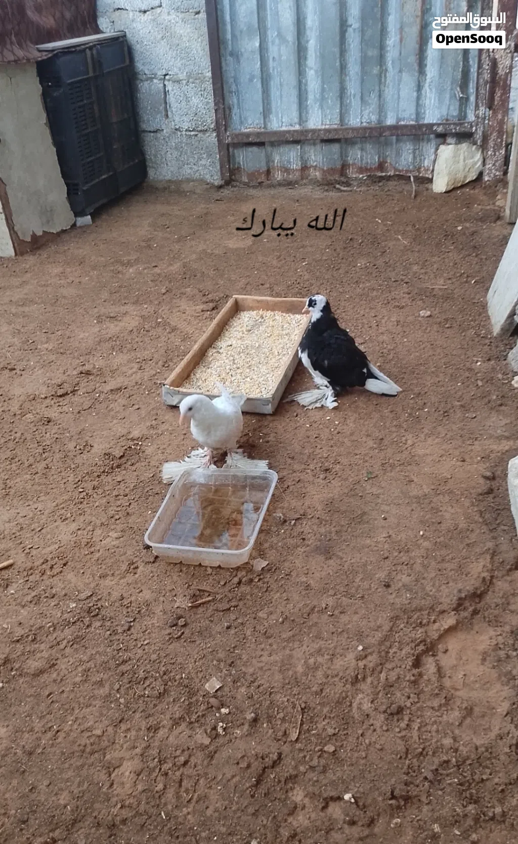 قافيه هزه الشقلاب للبيع او تبديلها كوبيا باكستانيه