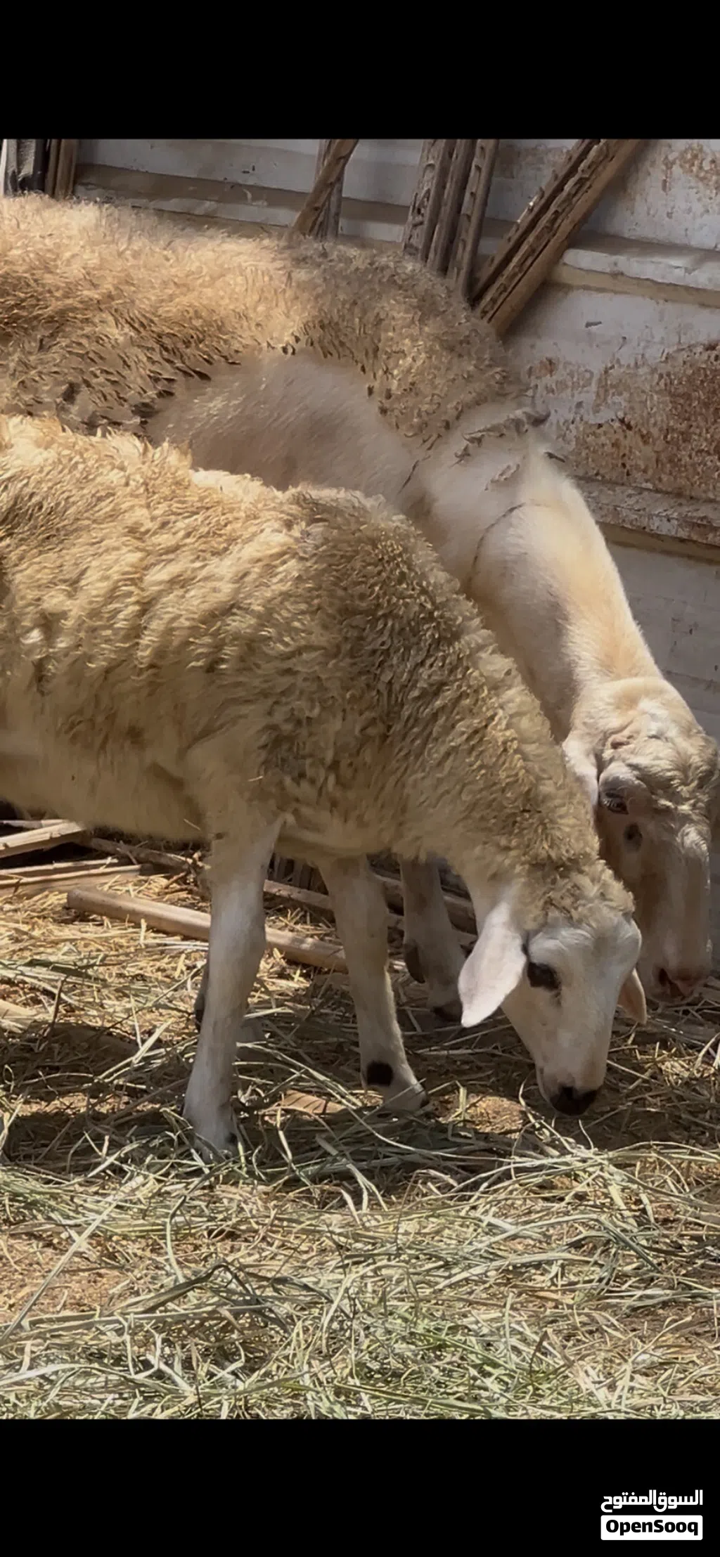 كبش قبرصي سمين فول