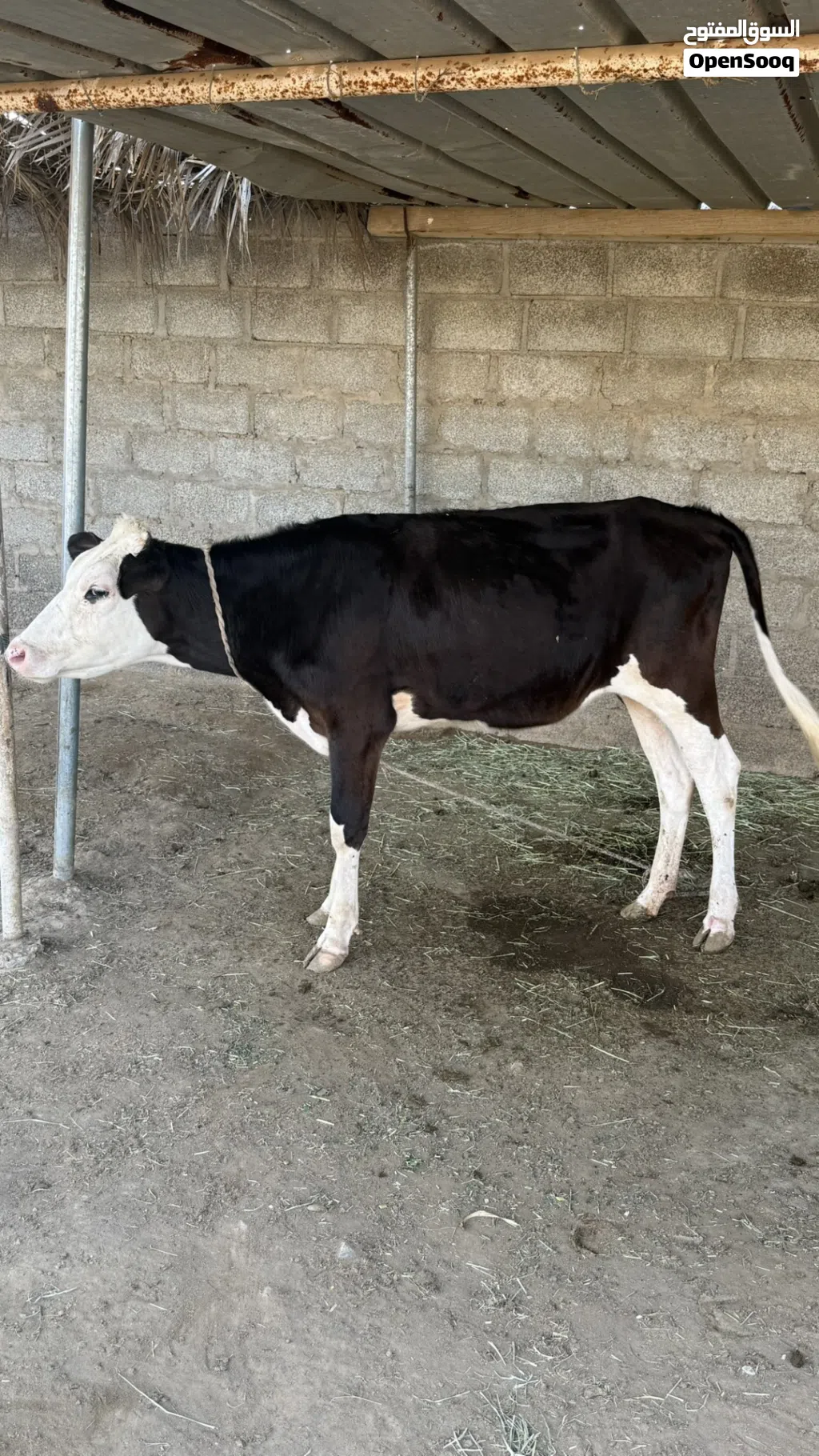 بقره نمساوي ظفاري