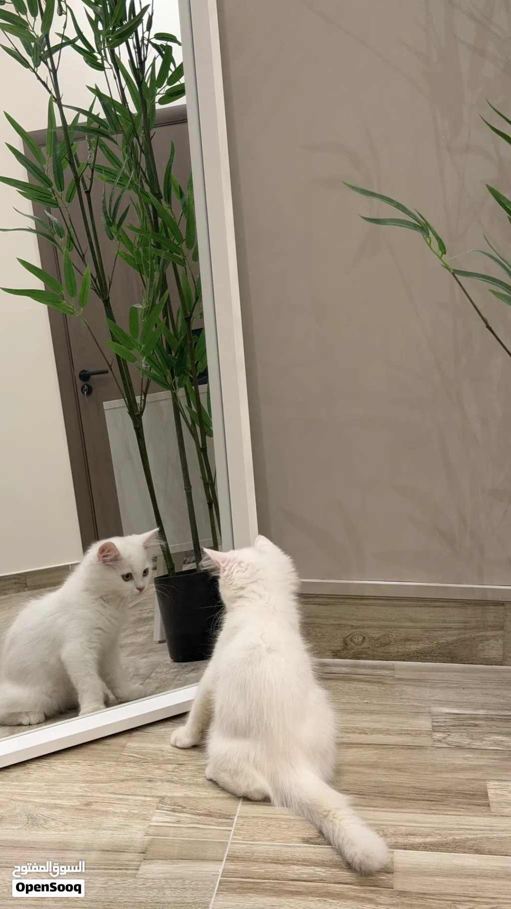 قطه للبيع