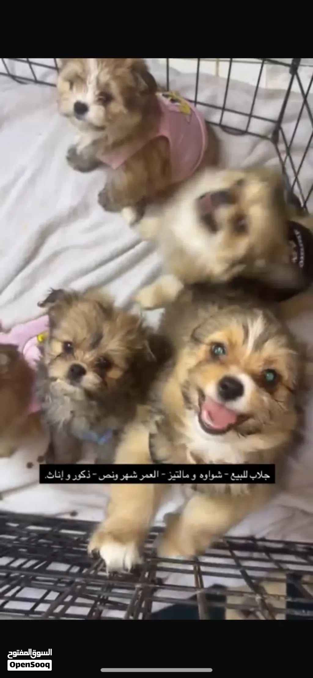 شواوه و مالتيز لعوبين حق اليهال باقي 4 حبات