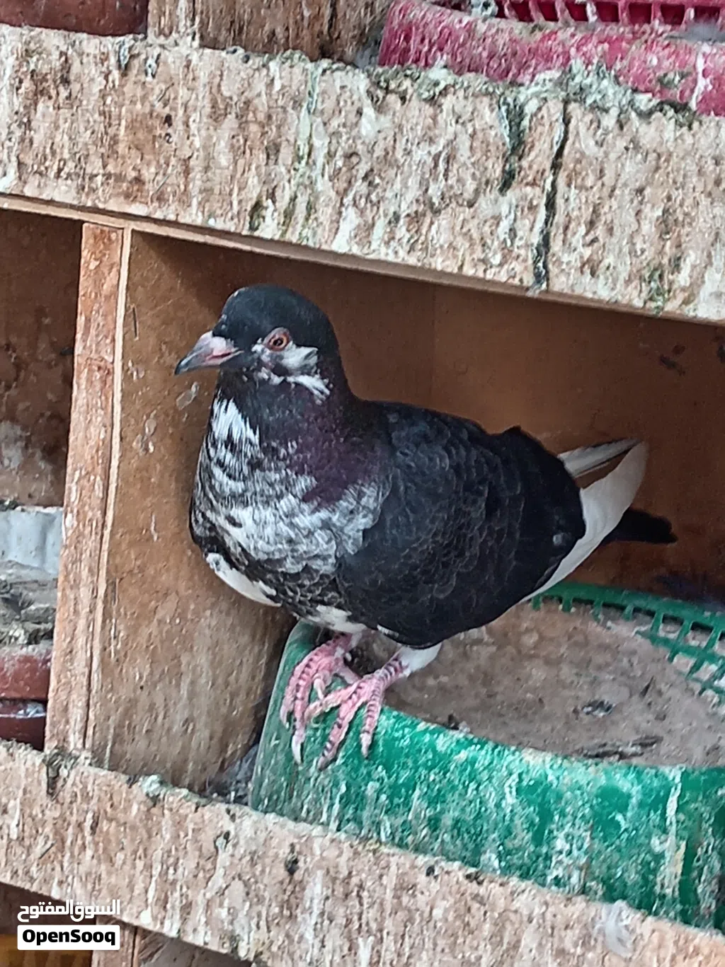 طبات حمام بلدي