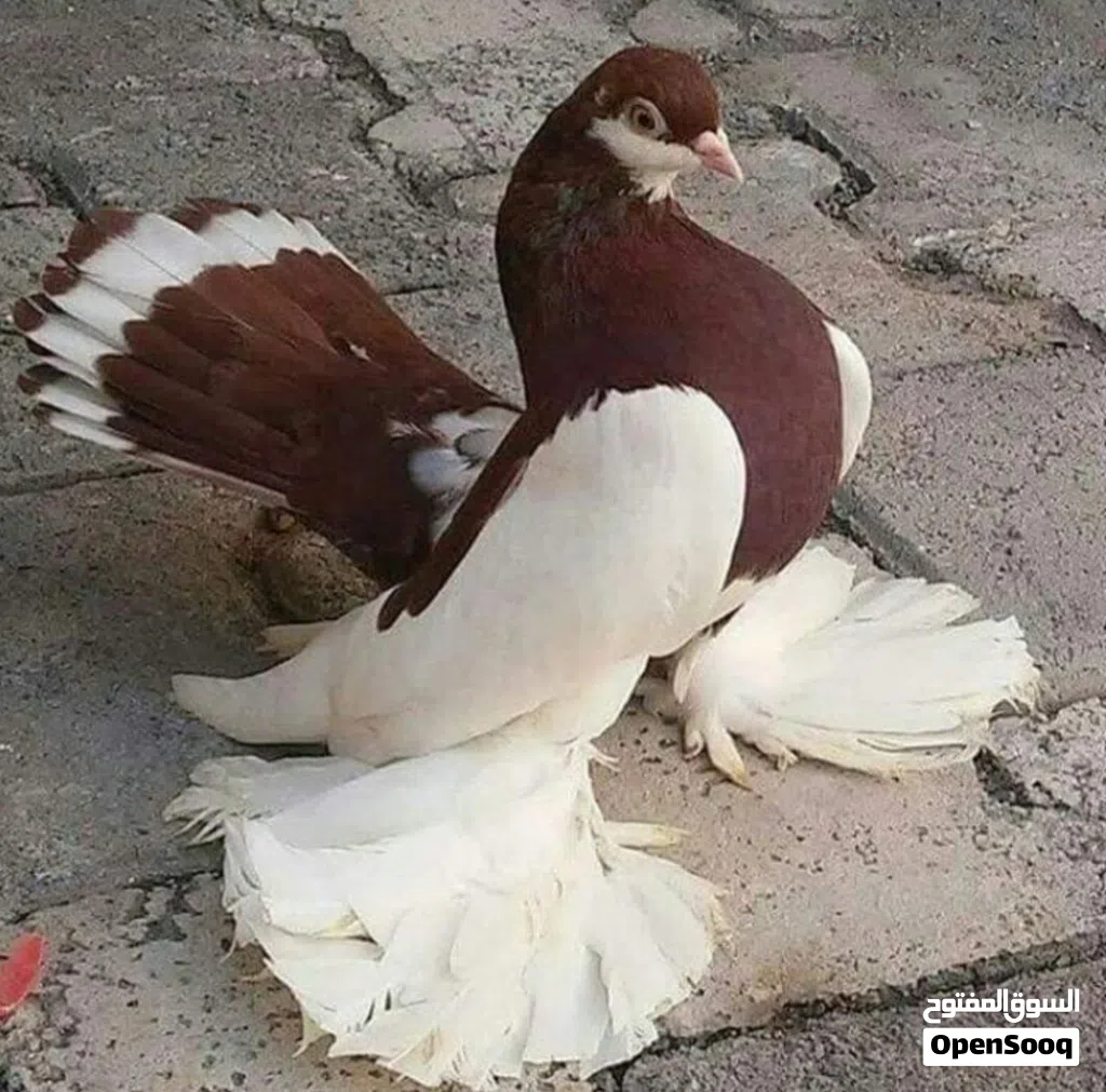 خوان مطلوب حمر بغداديات وجبه برج شكد عدك راسلني