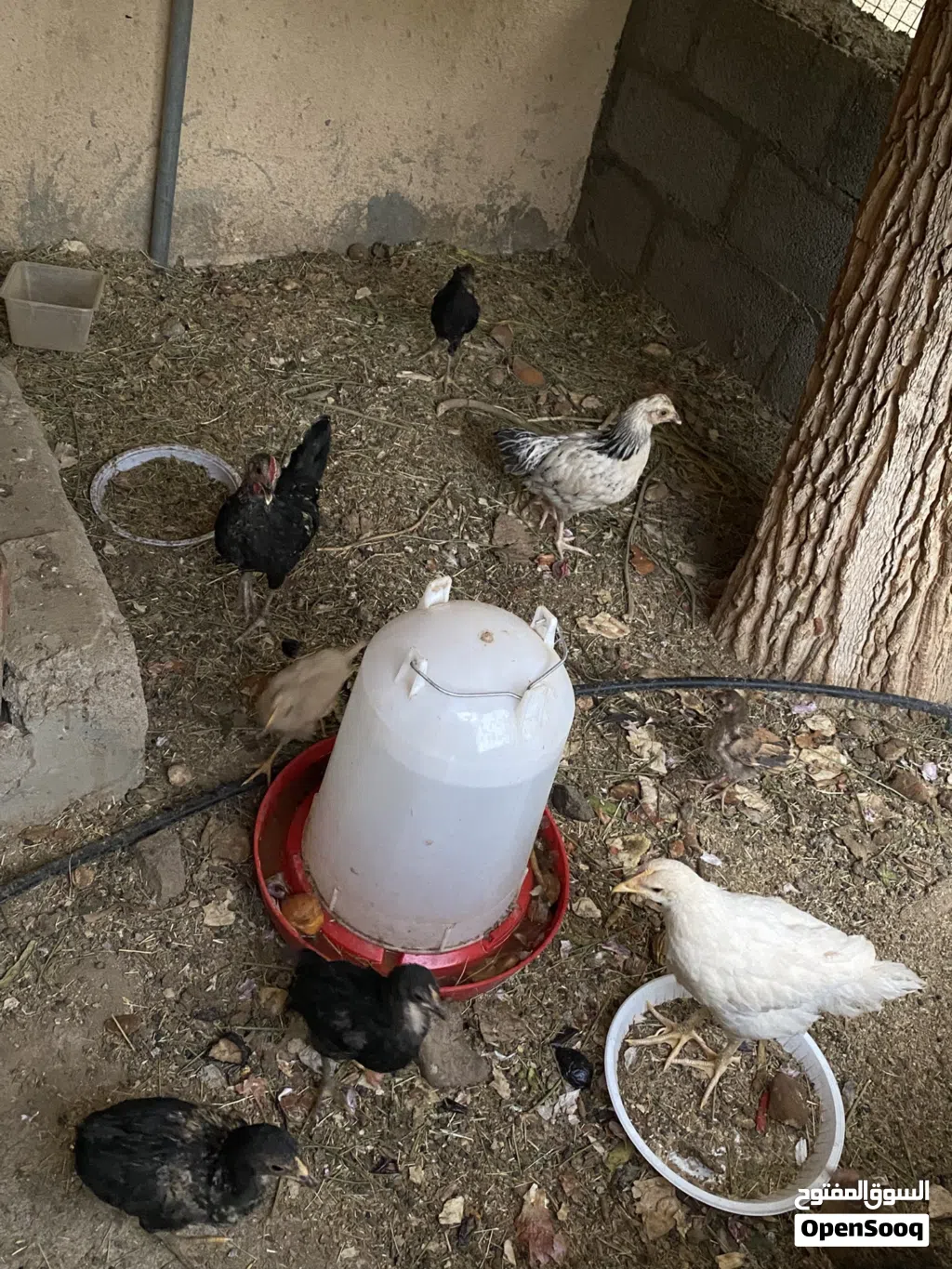 دجاجً عمانيات