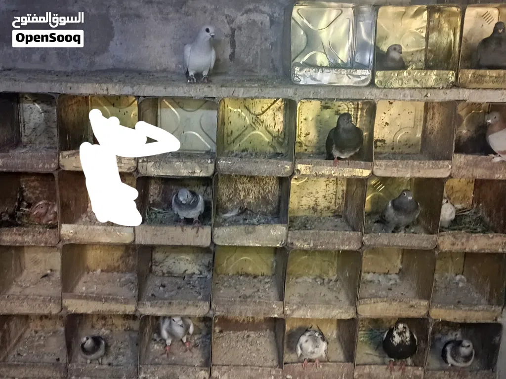 يوجد تشكيلت حمام للبيع اما جوز المكابي الي في صوره مش للبيع أقرء وصف