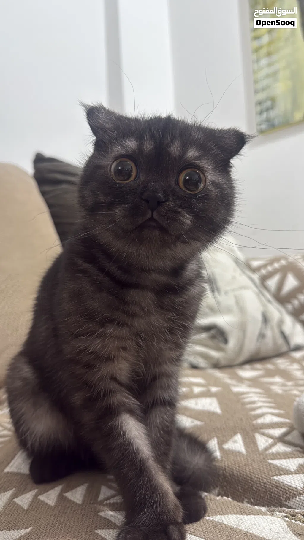 سكوتش فولد للتبني - Scottish Fold for Adoption