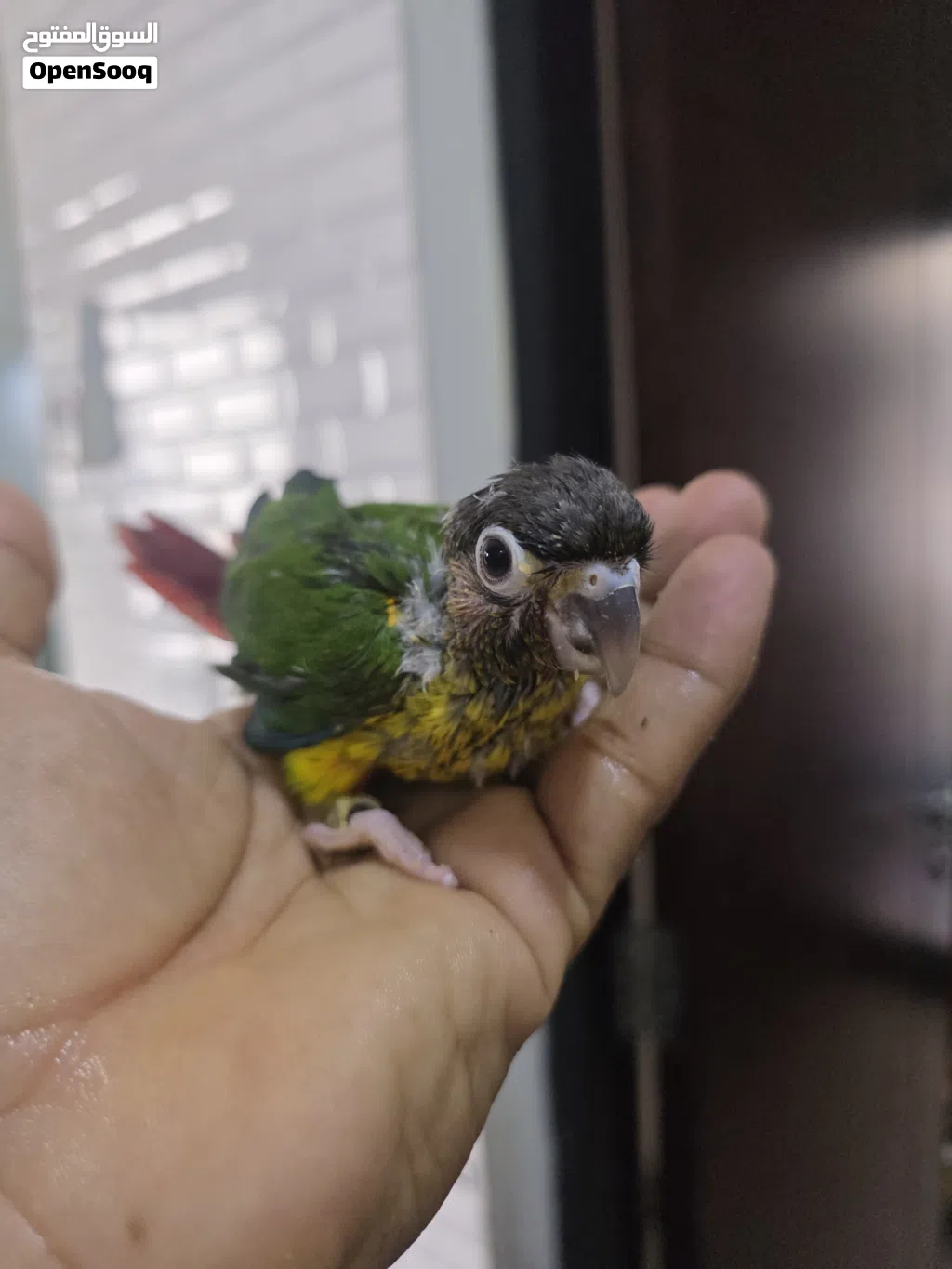 Conure chicks for sale. Those interested can contact me via WhatsApp.