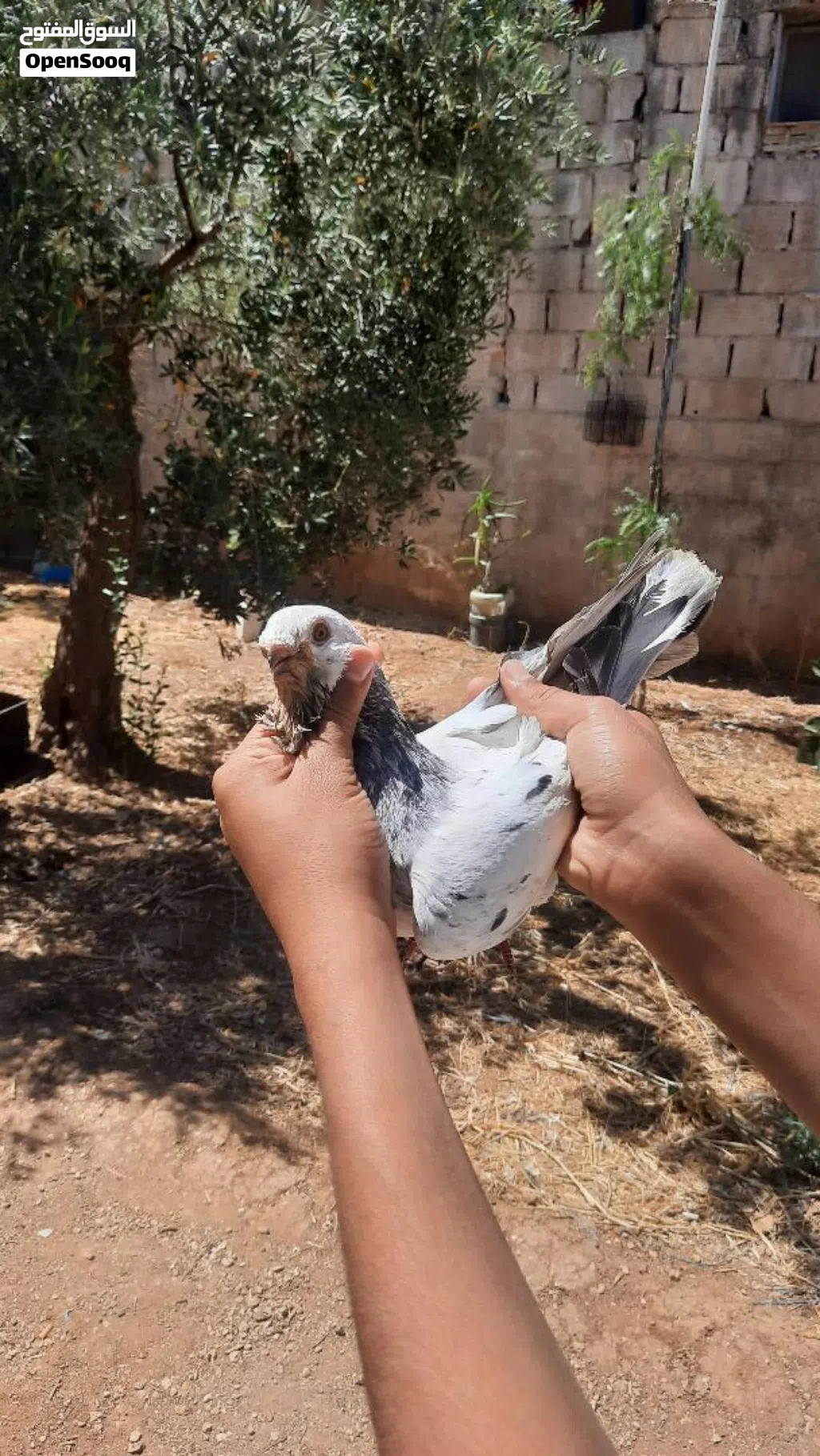 فحل طير حمام بس زقيتو بطن تحتو فراخ