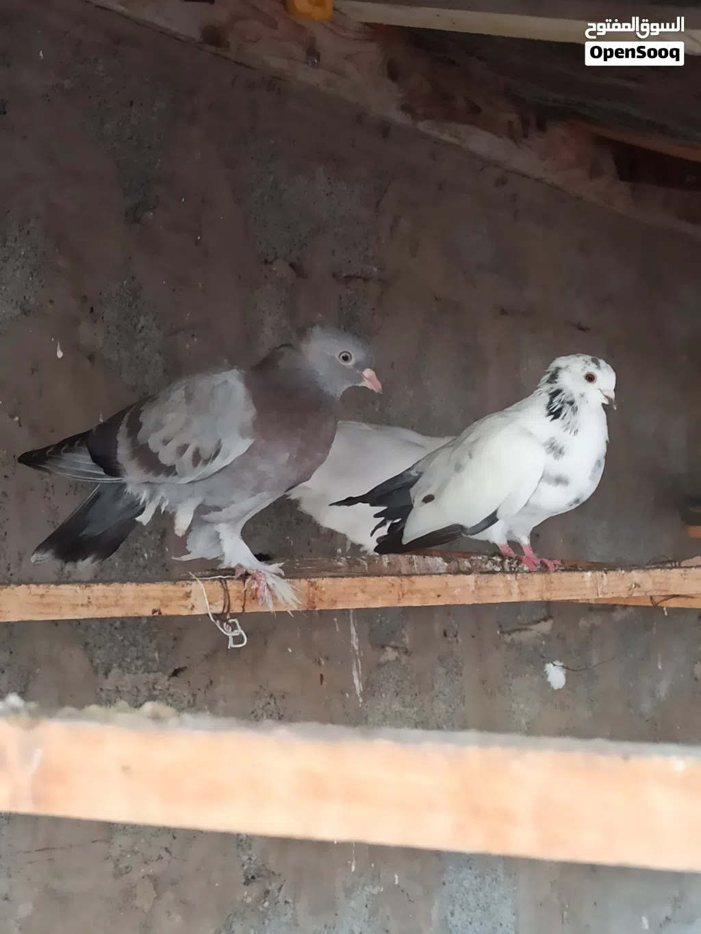 حمام ربي يبارك هزاز وشقلاب