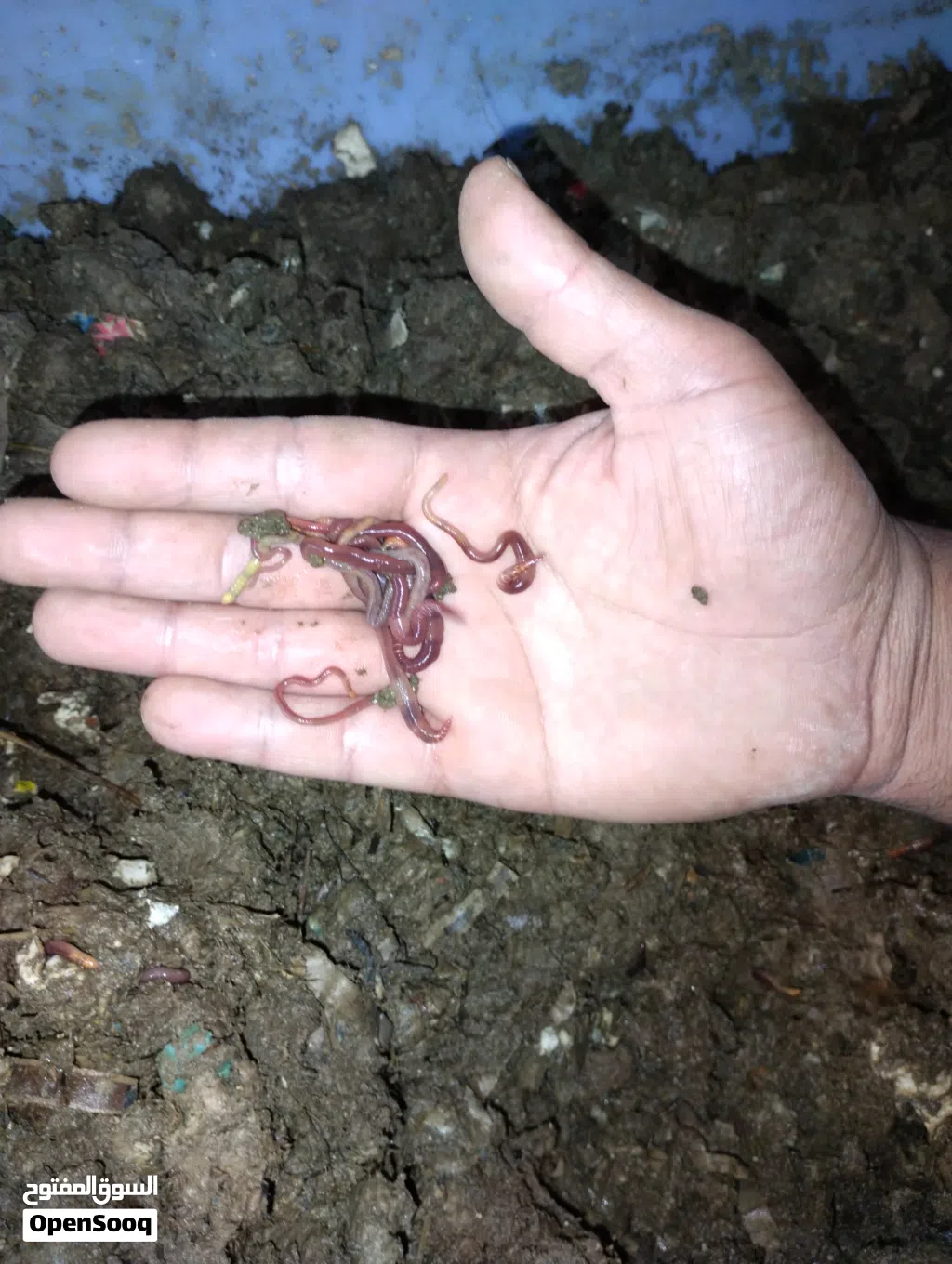 دود ريد ويجلر