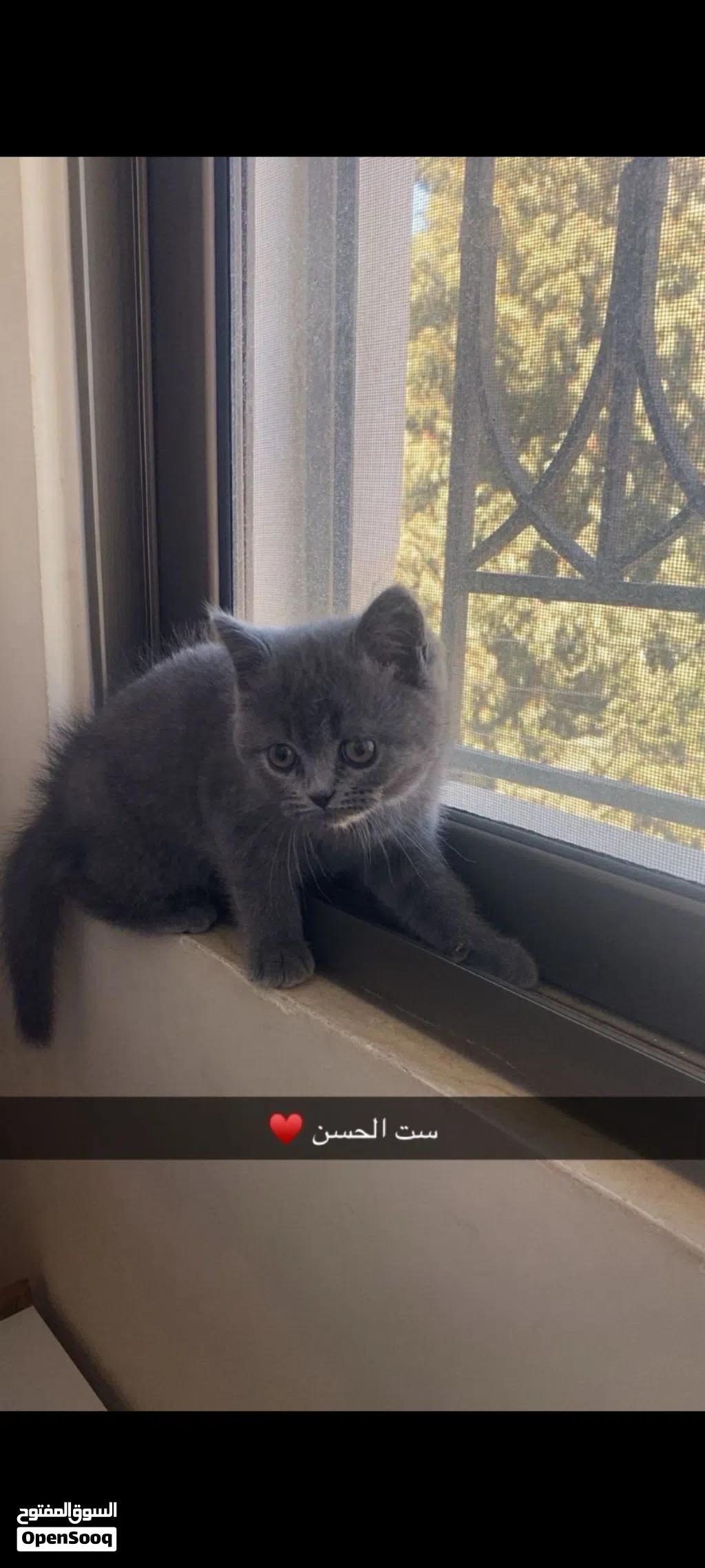 اسكوتشي للبيع