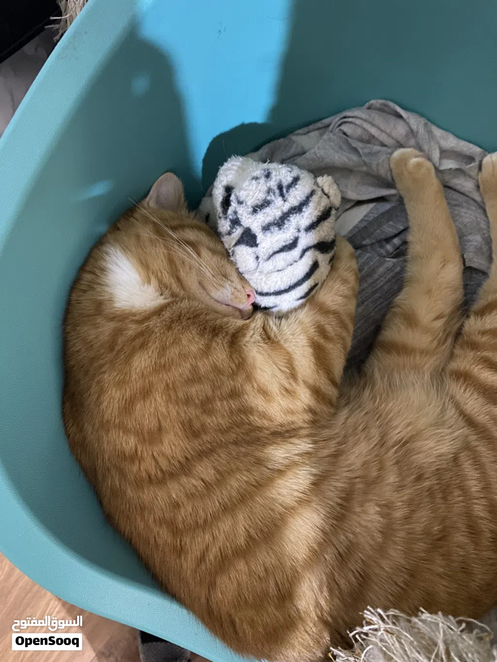CAT FOR ADOPTION