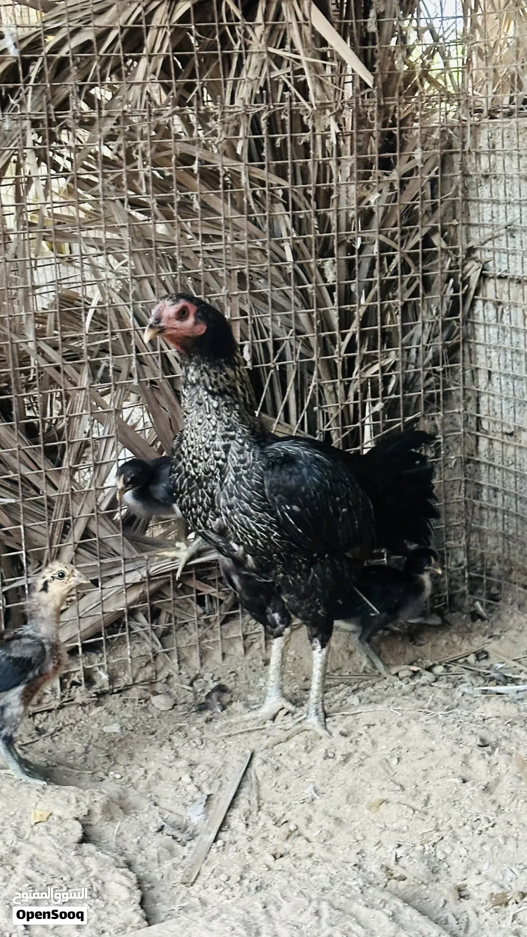 دجاجه باكستانيه العمر سنه و8 شهور تقريبا