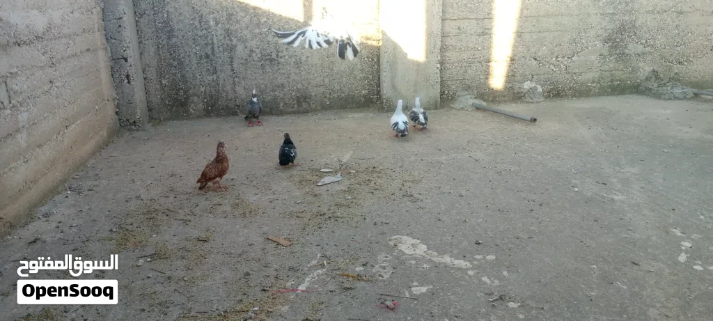 حمام باكستاني