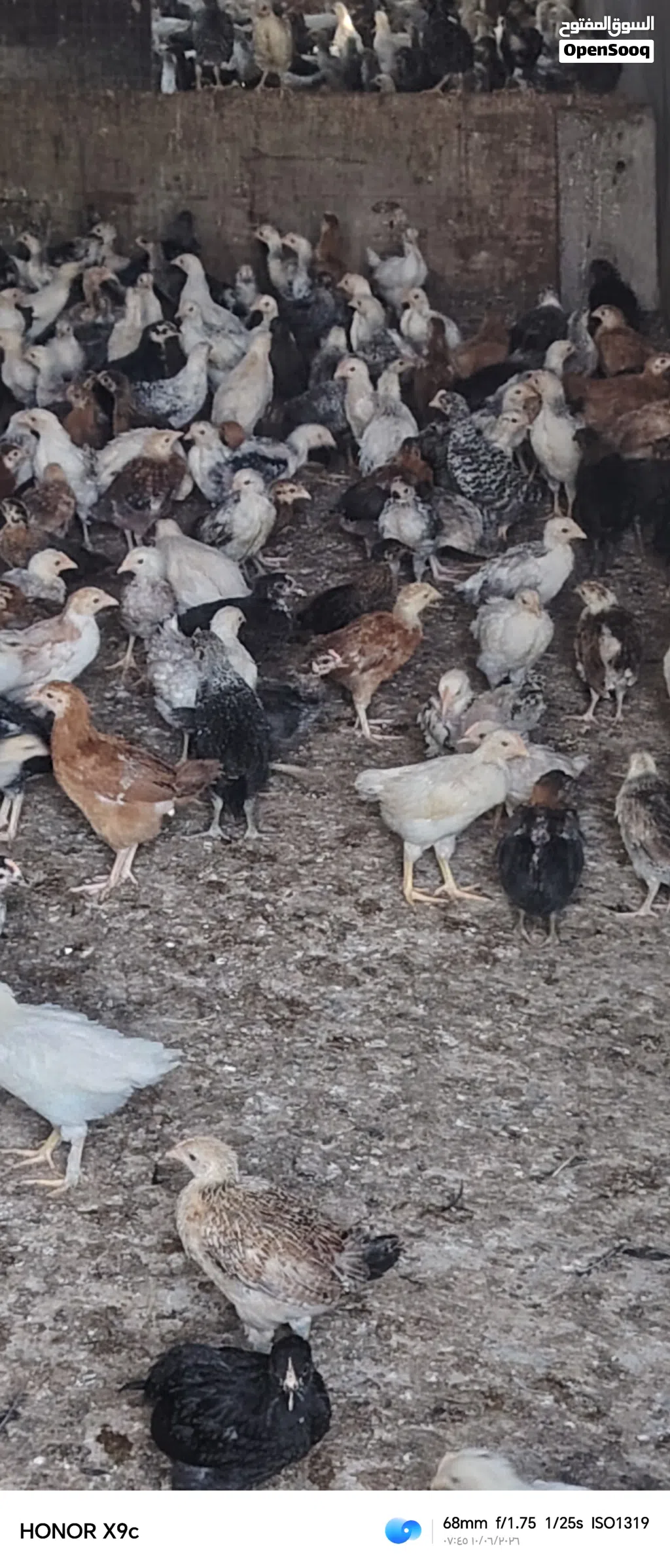 دجاج تهجين فرنسي العمر شهر