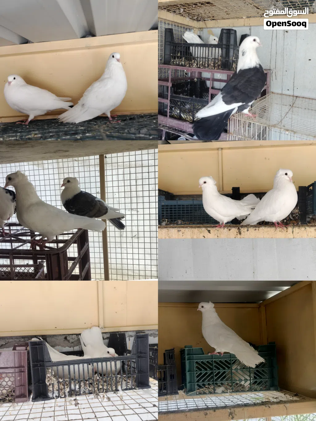 للبيع حمام زينة