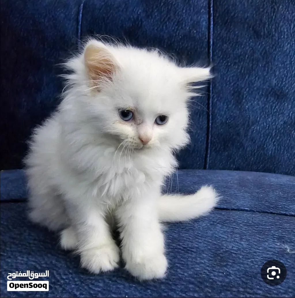 مطلوب قطه هملايا سوكتش بكي فيس