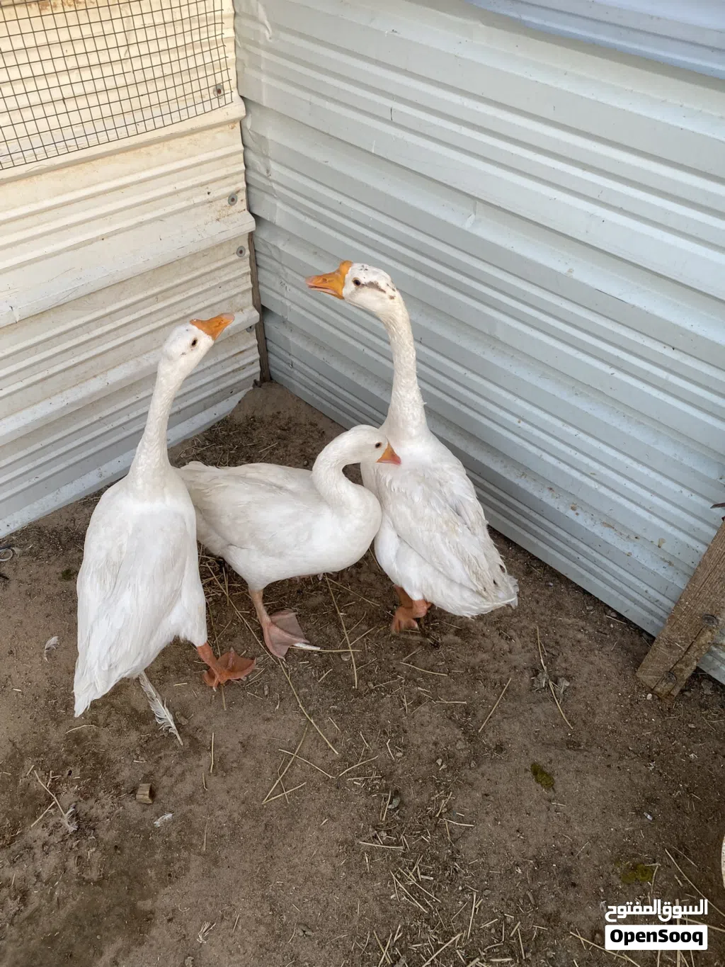 طيور إوز للبيع