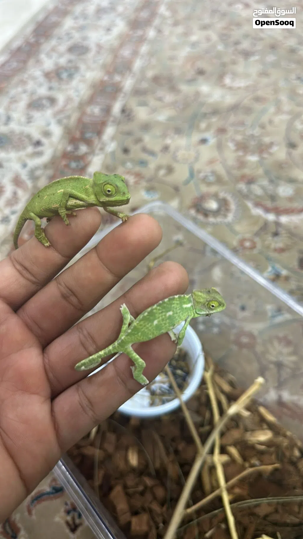 Baby Chameleon/ صغيرة حرباء