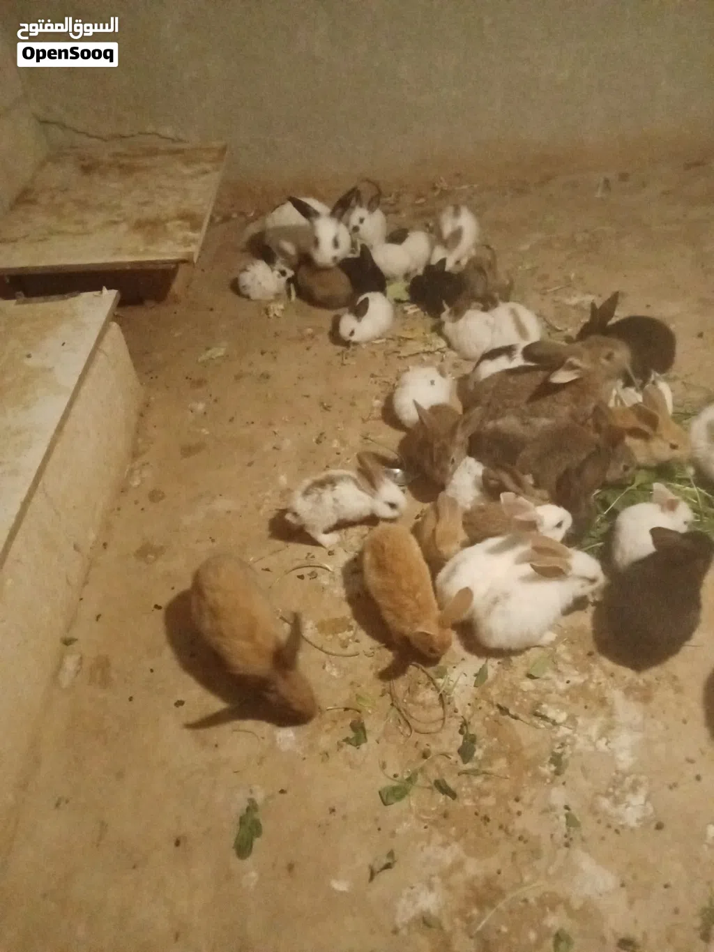 موجود اربعه ناثي هجين بابيوم مع ذكر هجين الماني موجود معهن 25 فرخ ارانب من عمر شهرين لعمر ثلاثه اشهر