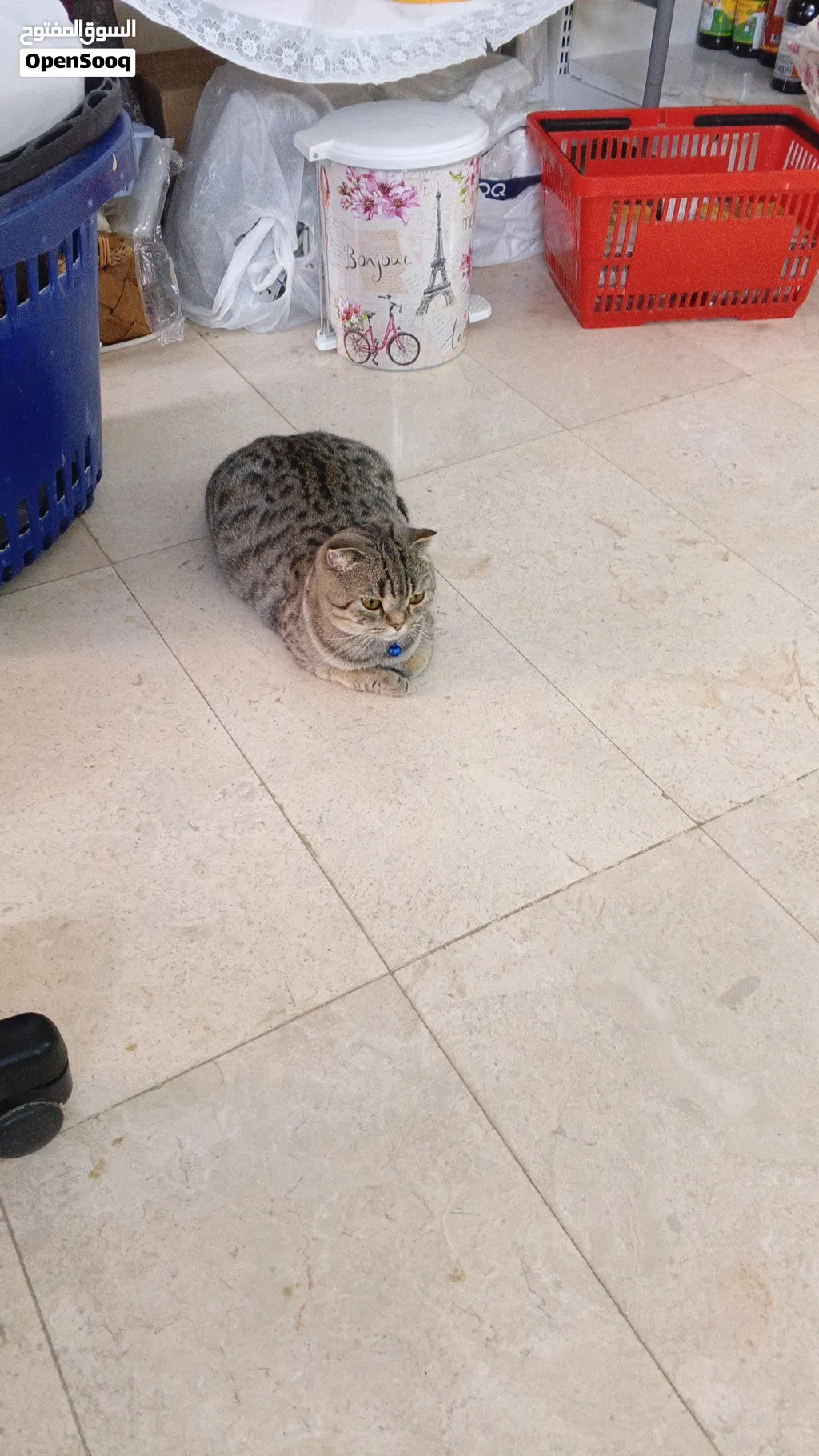 قطط سكوتش وشيرازي