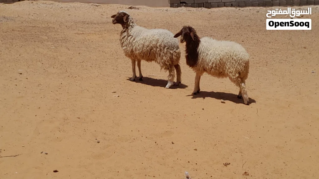 2فطايم ربي يبارك العمر 7شهور سليمات من اي عيب بادن الله