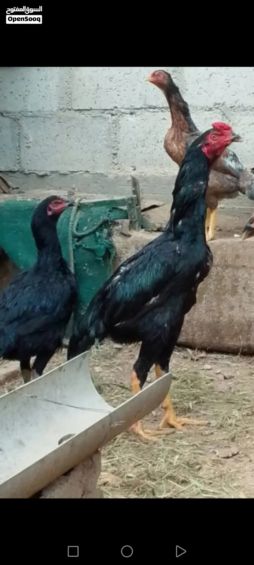 ثلاث طقوم باكستاني