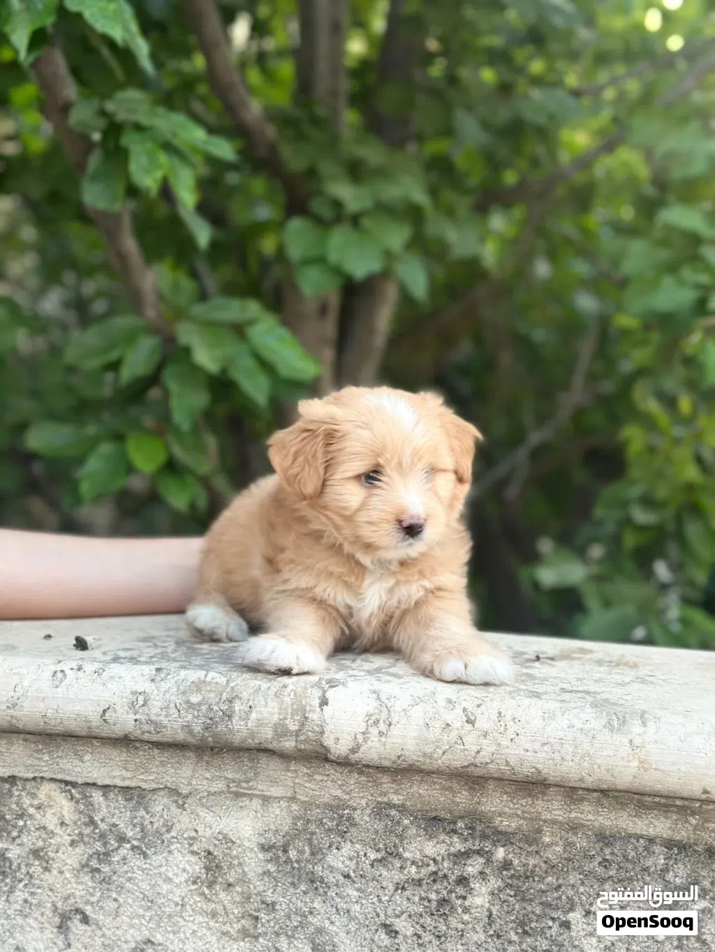 Multipoo Dog