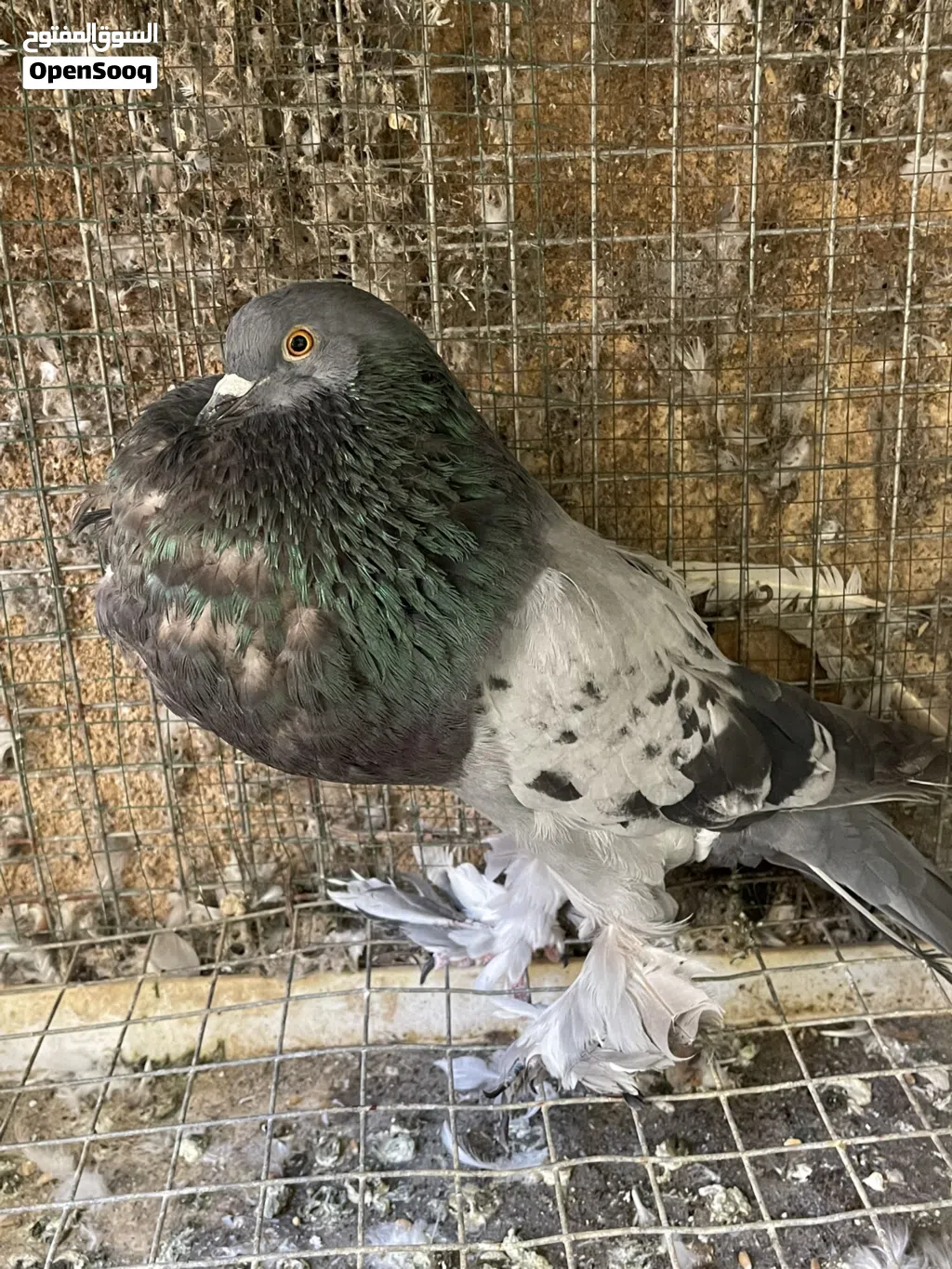 حمام نفاخ ابو ماريون ذكور للبيع فقط ما شاء الله بدون تهجين انتاج معي شوف الاعلان واختار الصورة .