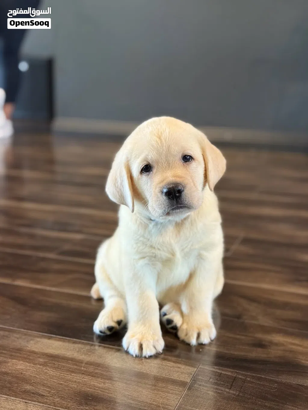 Labrador Retriever puppies