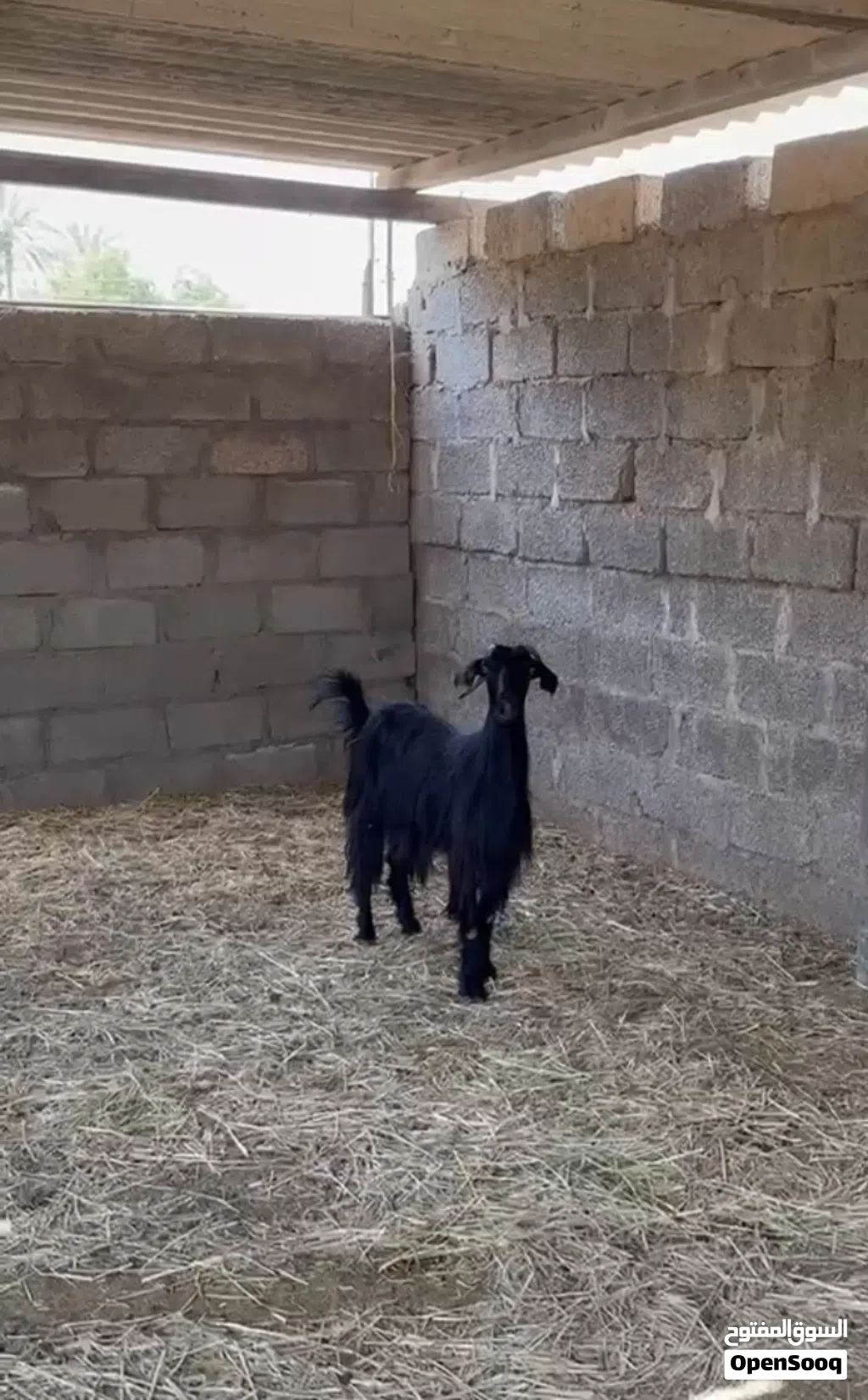شاه حلال بني سعيد