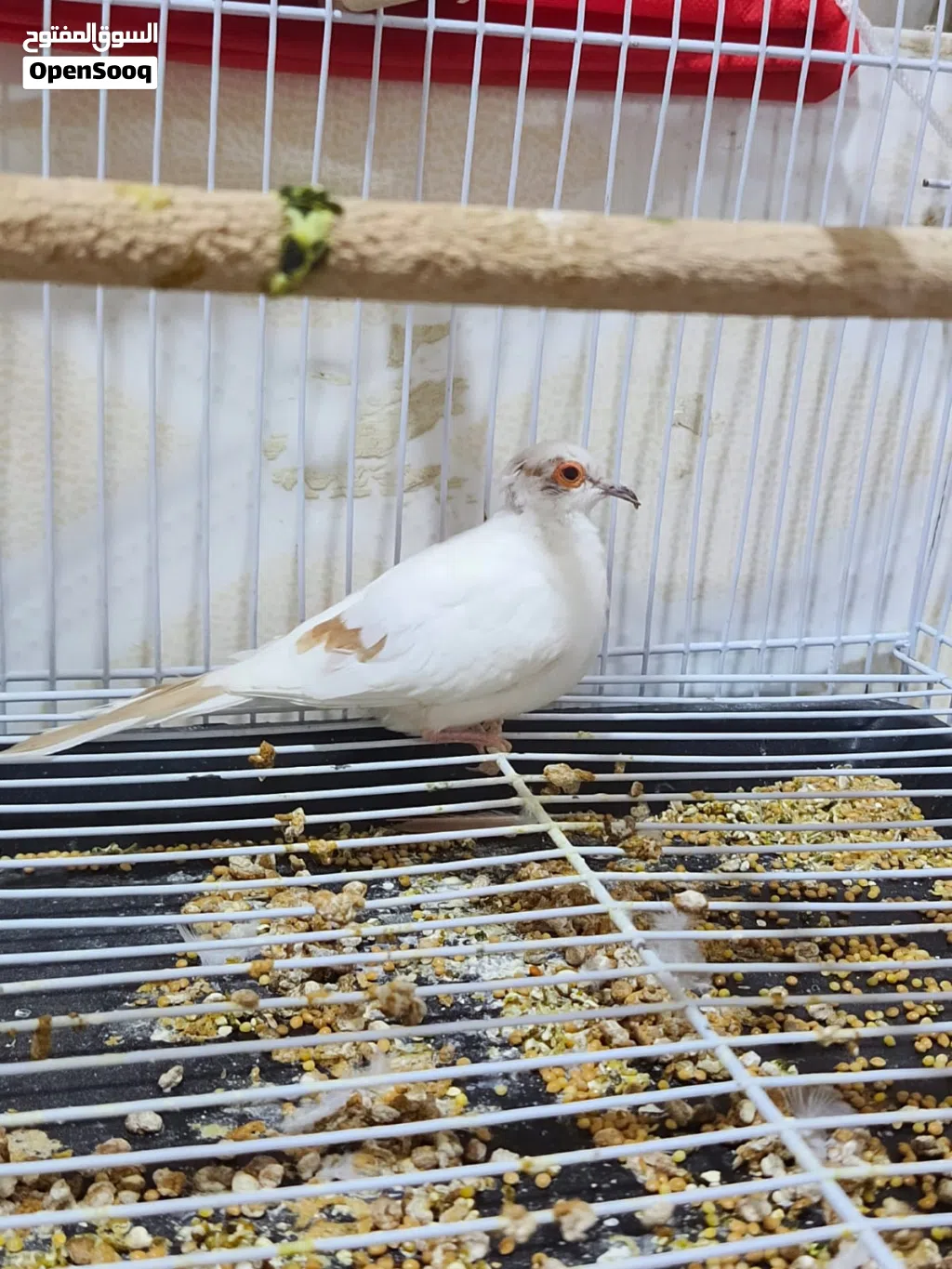 مطلوب فحل مشجر بصفر