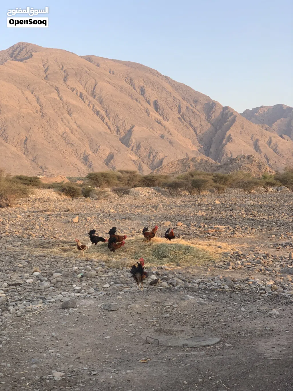 ديكا عمانيات
