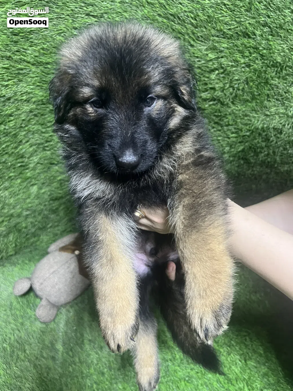 German shepherd puppies